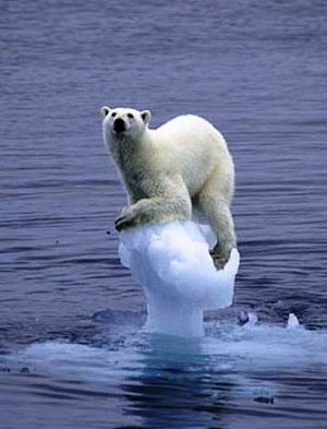 Eisbr und Klimawandel